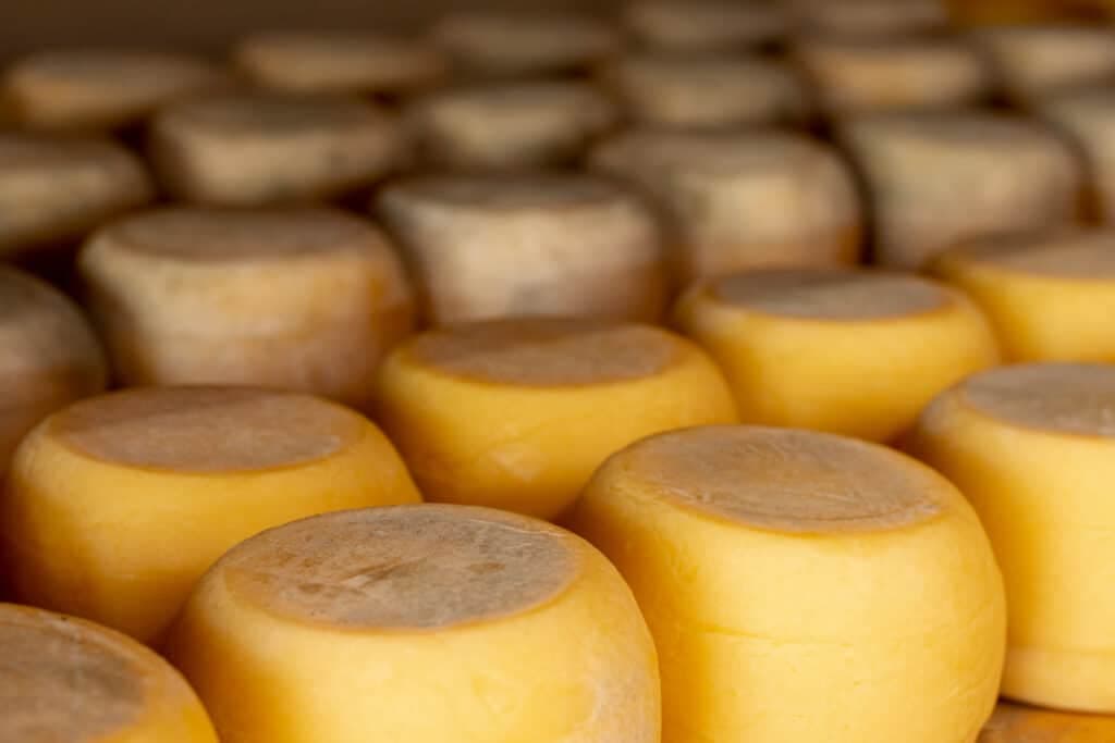 A alquimia do búfala: Queijo que vira ouro no paladar
