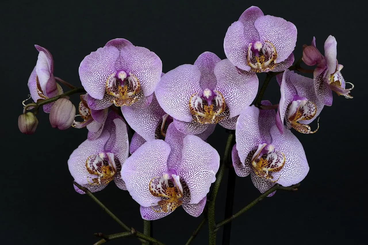 Como decorar com orquídeas