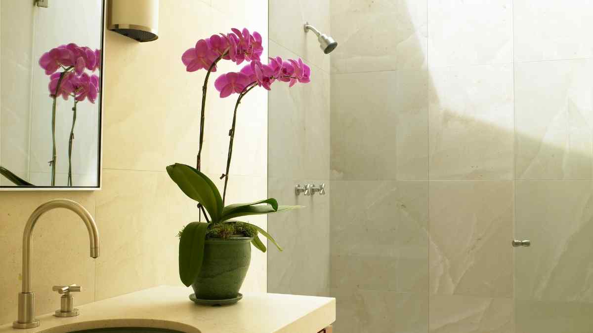 3 dicas práticas para decorar seu banheiro com plantas