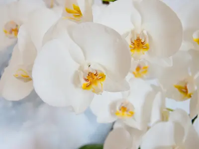 Como comprar orquídeas diretamente do produtor