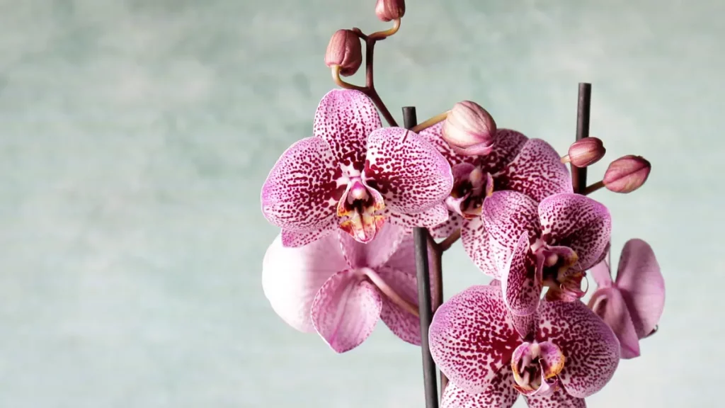 Comprar Orquídeas Direto do Produtor Como Encontrar as Melhores Opções