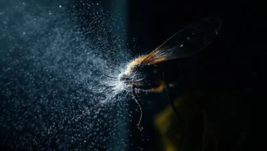 Melhor veneno para barata: Opções eficazes e seguras para sua casa