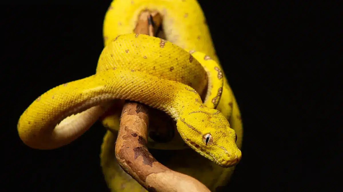 Sonhar com cobra amarela é algo bom ou ruim? Como saber?