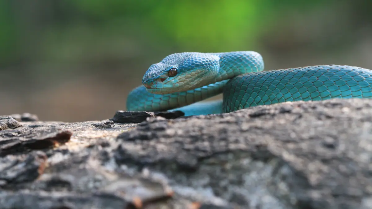 Sonhar com Cobra Azul: O que significa?