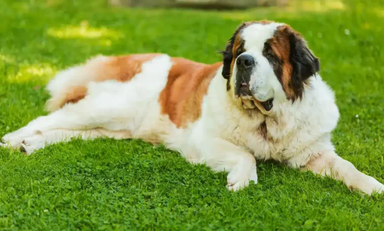 As Melhores Raças de Cachorro Grande: Conheça os Gigantes de Quatro Patas As Melhores Raças de Cachorro Grande