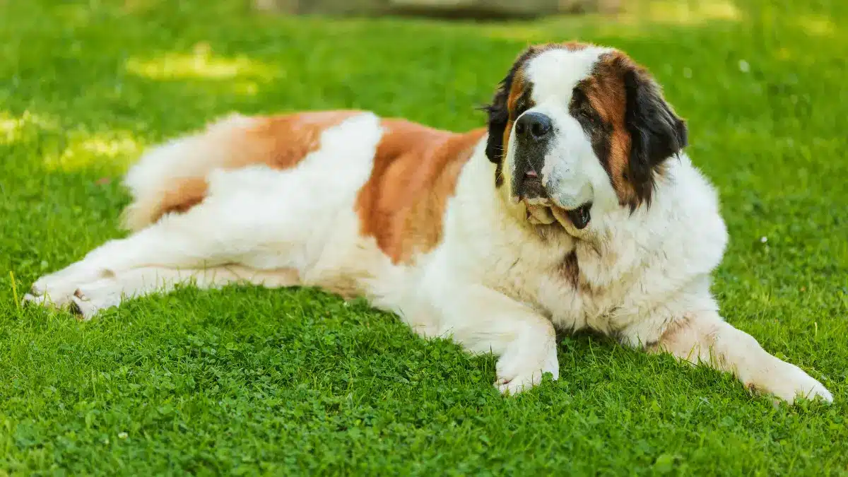 As Melhores Raças de Cachorro Grande: Conheça os Gigantes de Quatro Patas