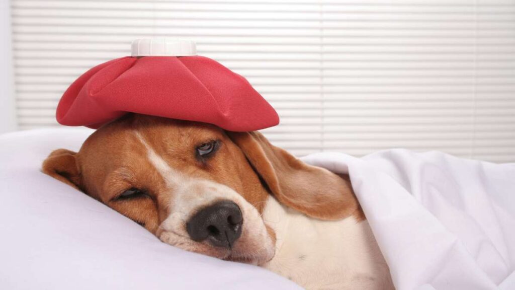 Como saber se meu cachorro está com dor: Sinais e sintomas a observar Como saber se meu cachorro está com dor: Sinais e sintomas a observar