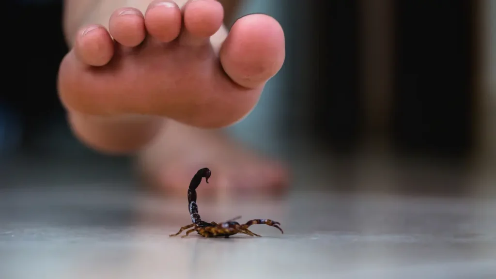 Picada de escorpião pode matar