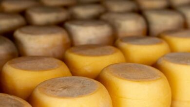 A alquimia do búfala: Queijo que vira ouro no paladar
