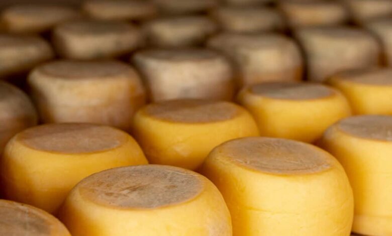 O queijo de búfala que conquista pelo sabor refinado - A alquimia do búfala: Queijo que vira ouro no paladar