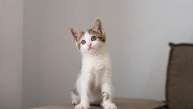 Seu gato vai te agradecer! Descubra 4 segredos para uma vida feliz em casa