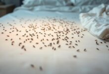 Como acabar com pulgas no colchão
