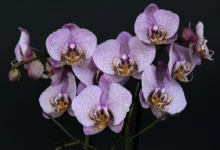 Como decorar com orquídeas
