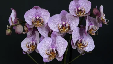 Como decorar com orquídeas