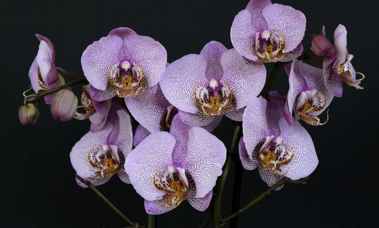 Como decorar com orquídeas? Como decorar com orquídeas