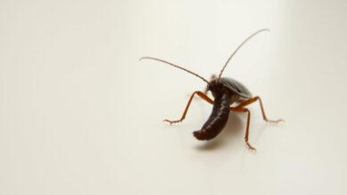 cocô de barata