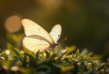 simbolismo da borboleta branca